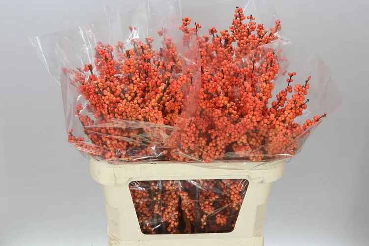 Ilex Daydream 80 cm