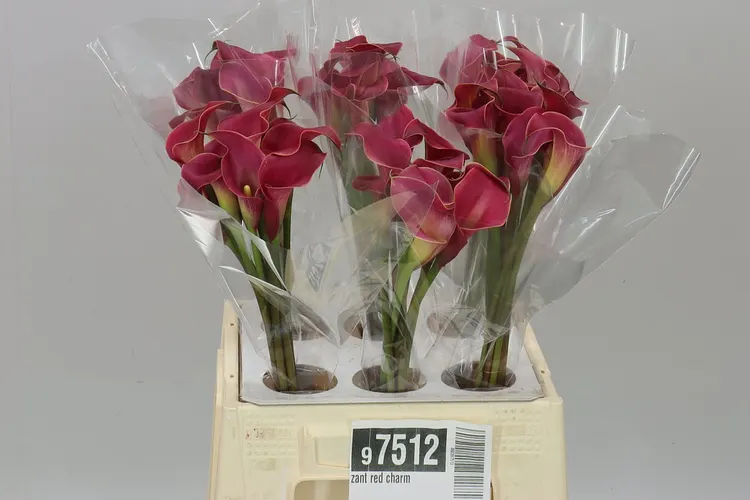 Kala Red Charm 45 cm
