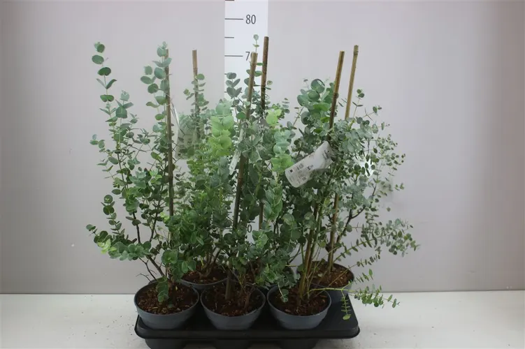 Eukalyptus Urnigera črepník 16 cm