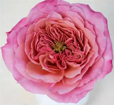 Rosa Gar Wabara Miyabi 50 cm