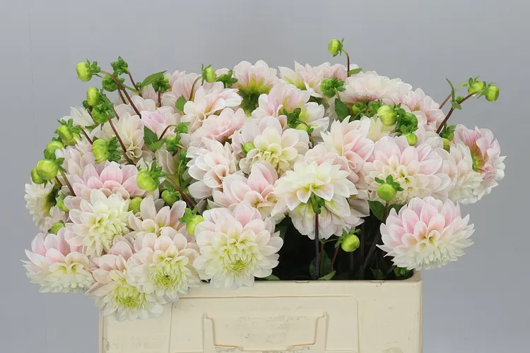Dahlia Sweet Nathalie 55 cm