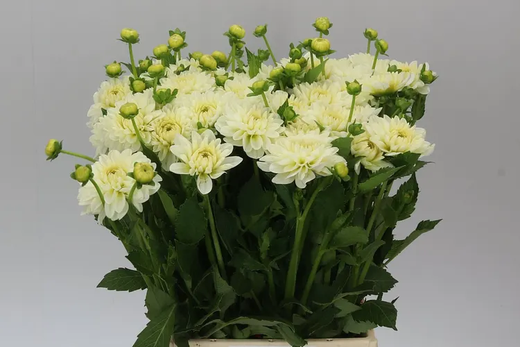 Dahlia Polar Ice 55 cm