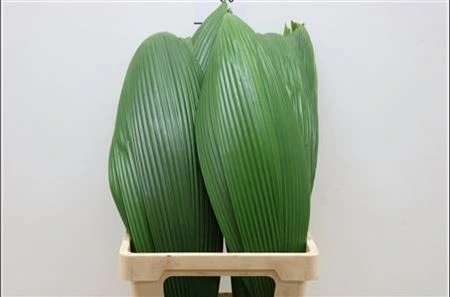 Curculigo 70 cm