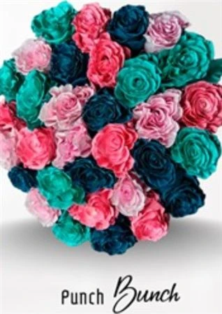 Ruža farbená Punch Bunch, Ekvádor 50 cm