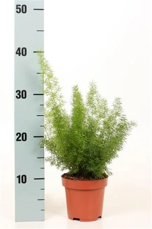 Asparágus Meyers črepník 12 cm
