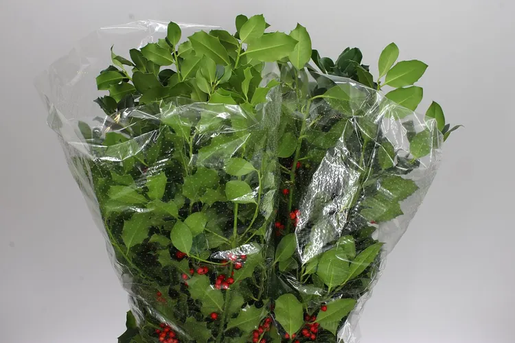 Hulst Green 60 cm