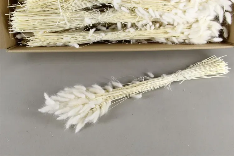Dried Lagurus Bleached 65 cm