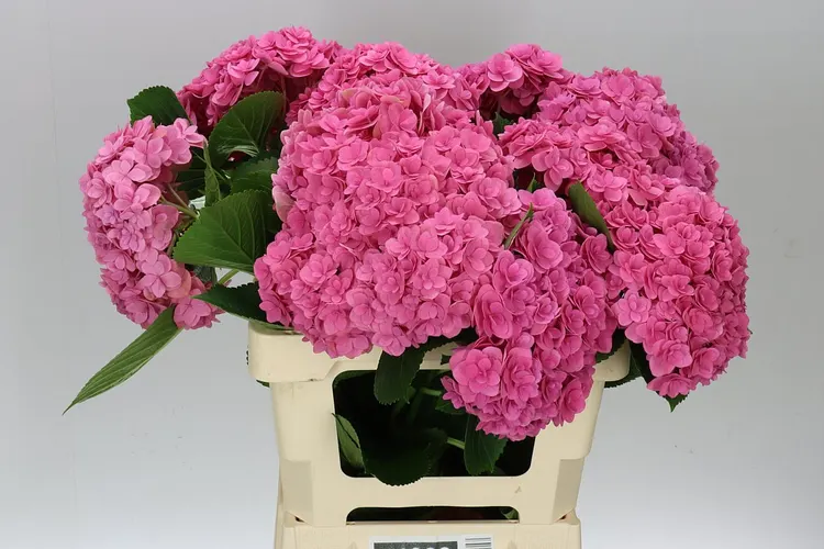 Hortenzia Kiss 60 cm