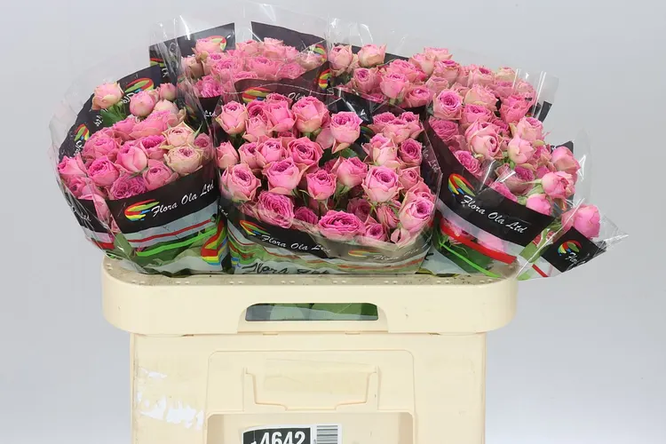 Ruža trsová Pink Bijoux 60 cm