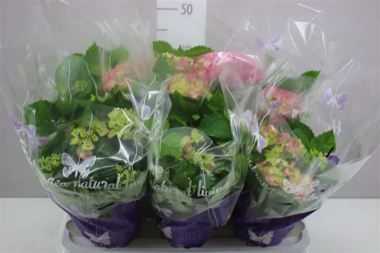 Hydrangea Early Rosa 5-7 A2 črepník 14 cm