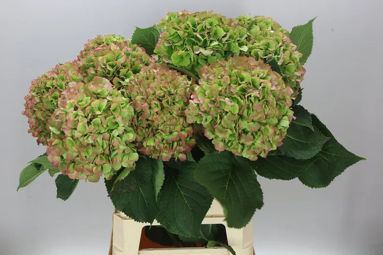 Hortenzia Verena Green Red Classic 90 cm