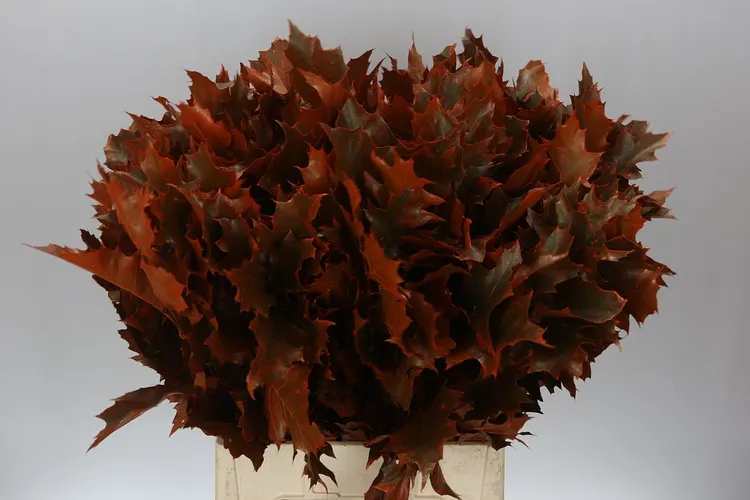 Quercus Rubra Orange 20st 80 cm