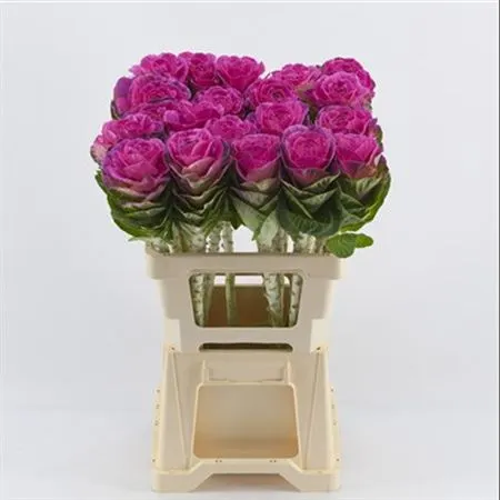 Brassica Painted Cerise Glitter 60 cm