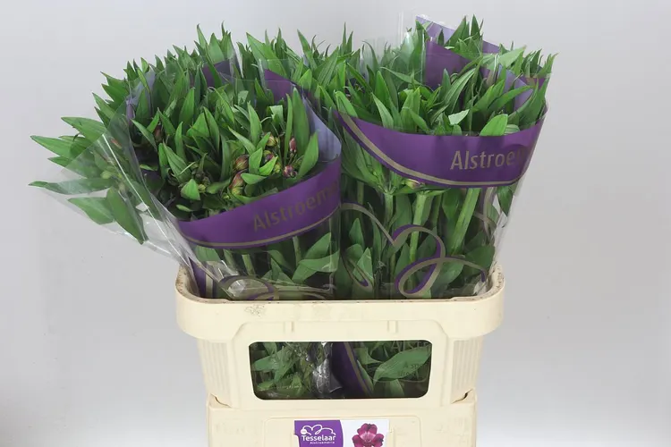 Alstroméria Morado Xl 75 cm