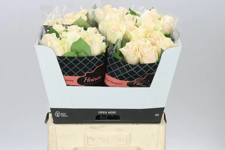 Rosa Gr Talea 60 cm