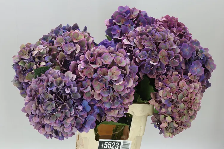 Hortenzia Opera Classic 65 cm