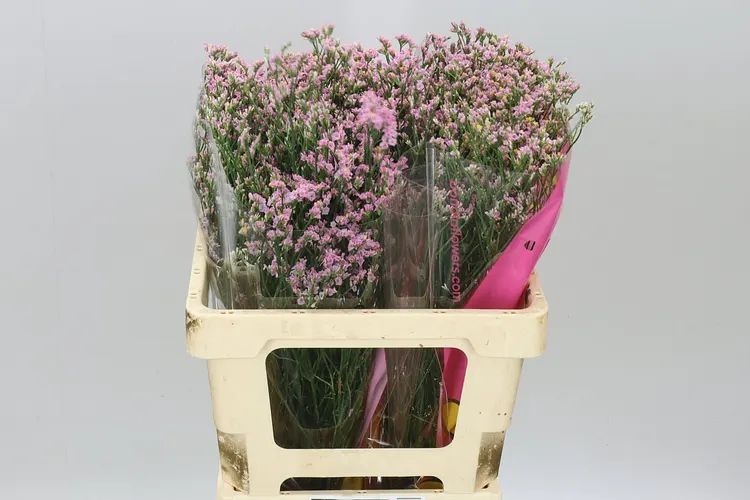Lim. Sin Pink Anouchka 60 cm