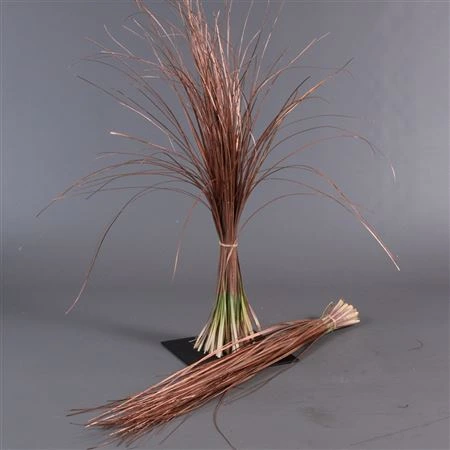 Beregras Copper 60 cm