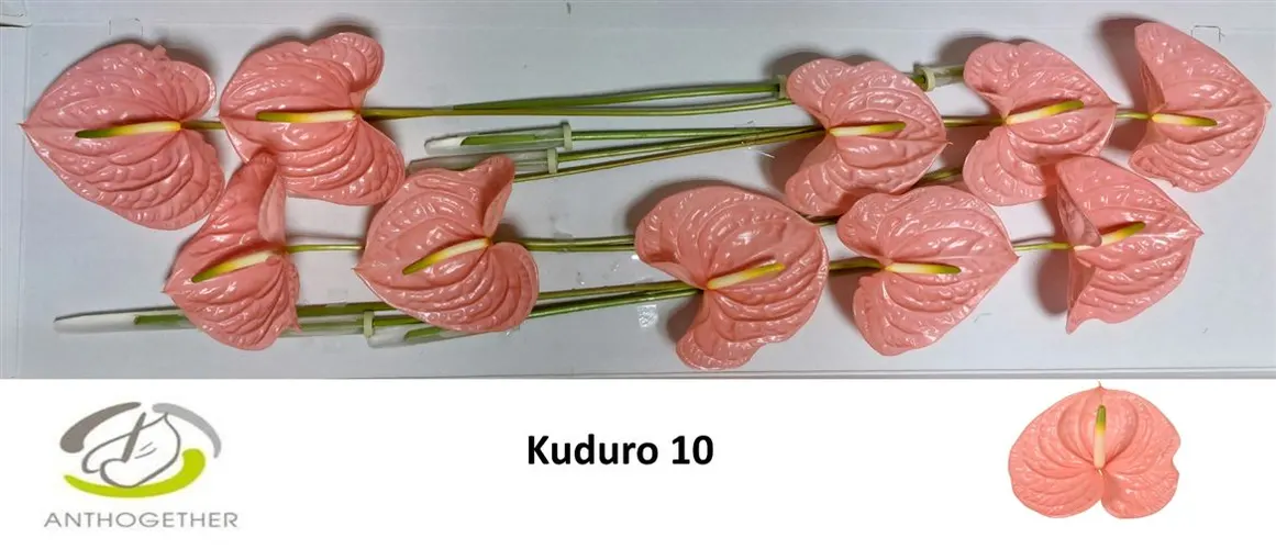 Anth Kuduro