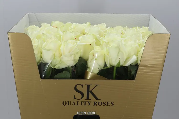 Rosa Gr Avalanche Sk 80 cm