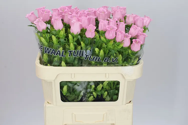 Campanula M Champ Pear Pink 70 cm