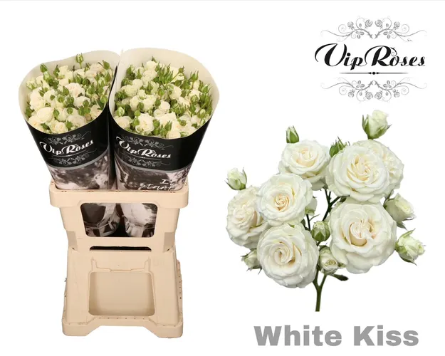 R Tr White Kiss+ 60 cm