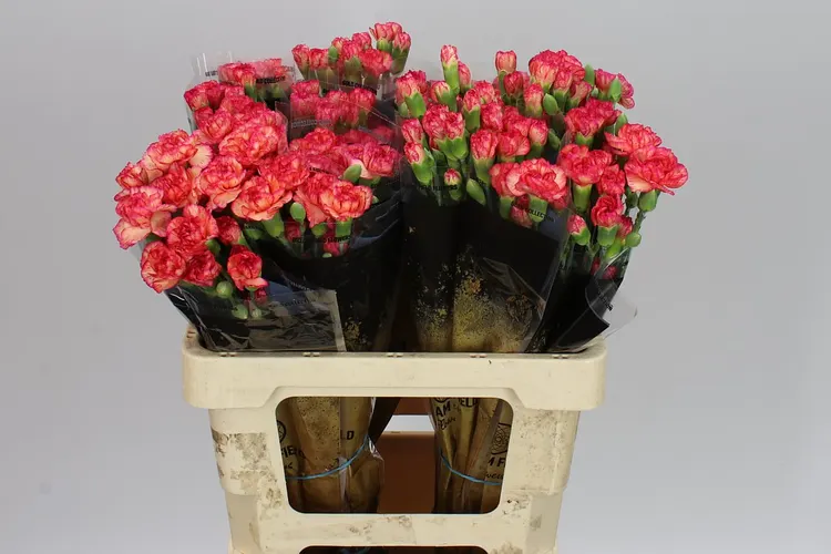 Di Tr Orange 60 cm