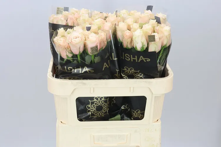 Rosa Gr Lady Cava 70 cm