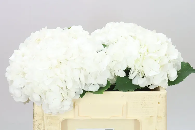 Hyd Verena White 50 cm