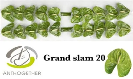 Anth Grand Slam