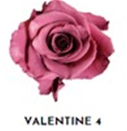 Ruža farbená Valentine 4, Ekvádor 50 cm