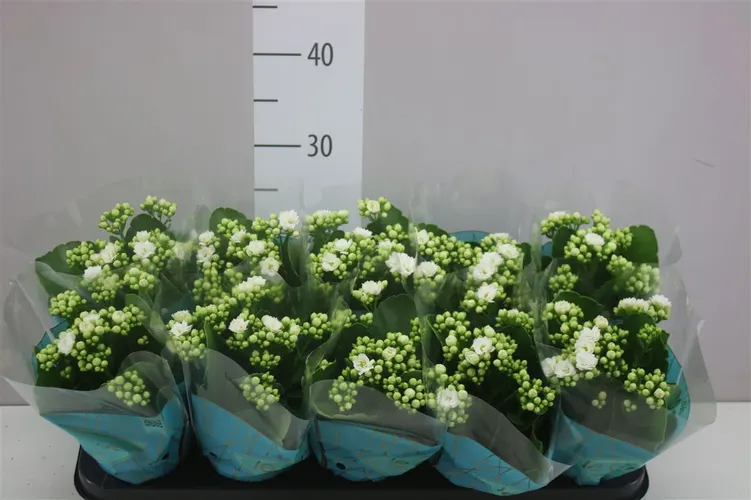 Kalanchoe Rosalina Wit črepník 10,5 cm