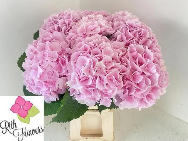 Hydr M Ch Verena 60 cm