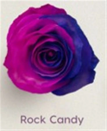 Ruža farbená Rock Candy, Ekvádor 50 cm