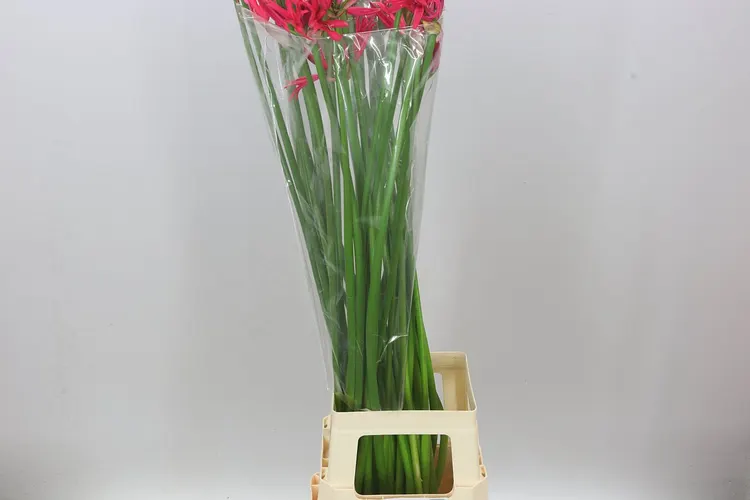 Nerine Co Desi Artistic 90 cm