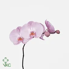 Phalaenopsis Tikal X25