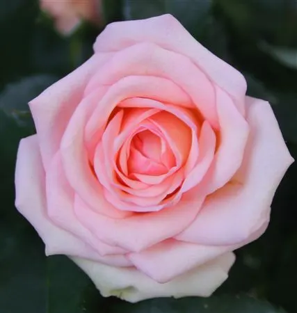 Rosa Jewel Baby črepník 10 cm