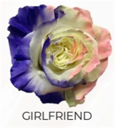 Ruža farbená Girlfriend, Ekvádor 50 cm