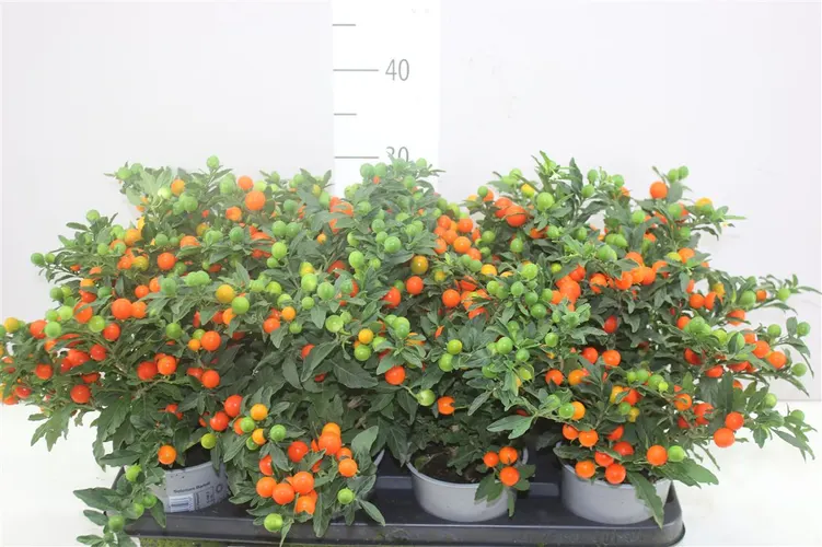 Solanum Ps Bartolli Bes črepník 12 cm