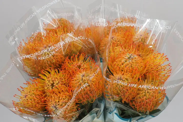 Leucospermum Ayoba Sun 40 cm