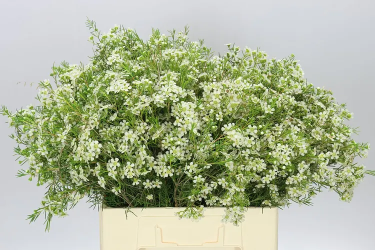 Chame Wax Ofir 60 cm