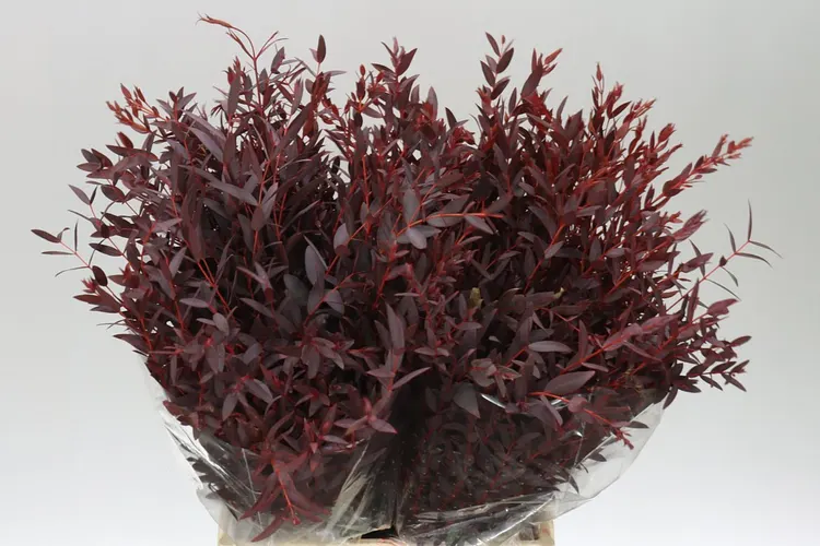 Eukalyptus Parvifolia Abs Red Short 55 cm