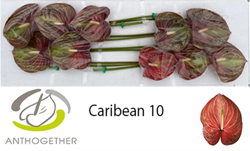 Anth Caribean