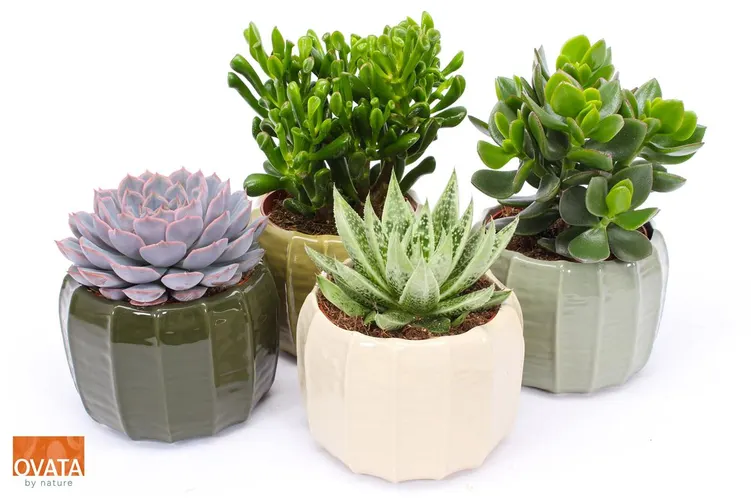 Succulenten Gemengd In Copenhagen črepník 15 cm