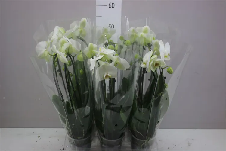Phal Cascade Wit 2 Tak črepník 12 cm