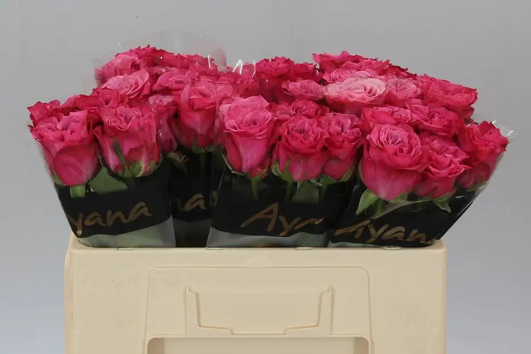 Rosa Gr Country Blues 50 cm