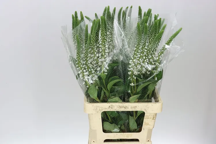 Lysimachia Clethroides 70 cm