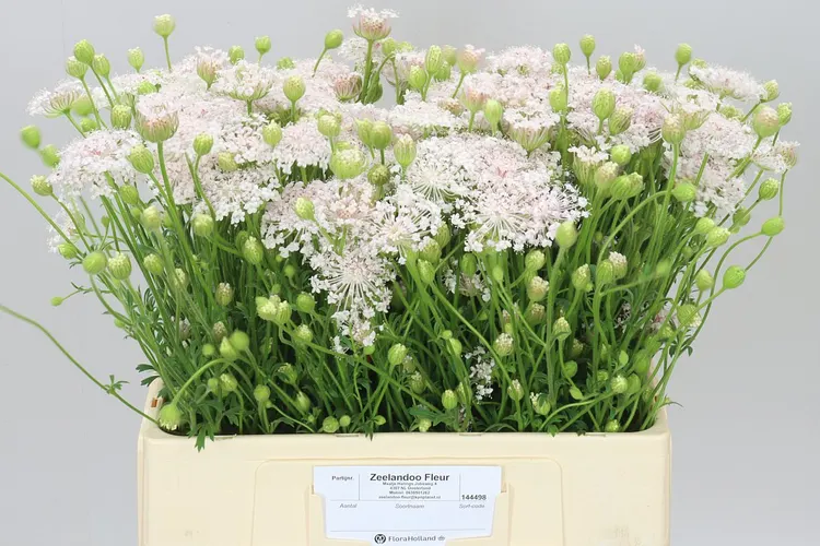 Didiscus Pale Pink 60 cm