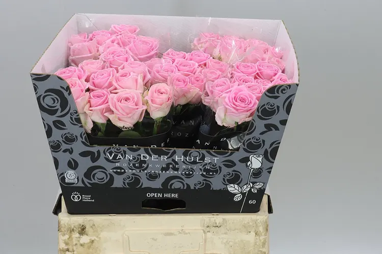 Rosa Gr Zaina! 60 cm