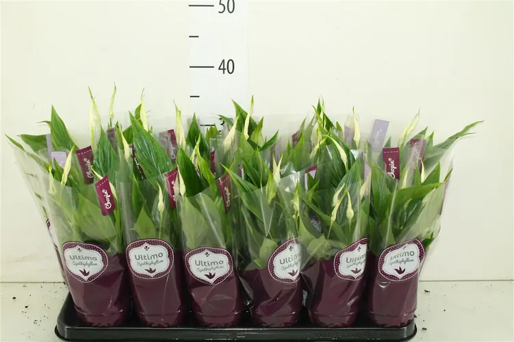 Spathiphyllum Chopin črepník 9 cm